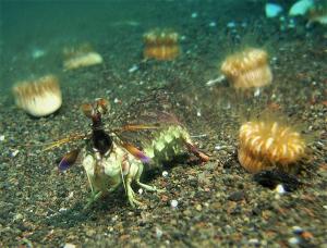 mantis shrimp 1 (1)